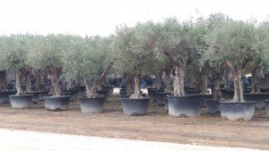 Bevor Sie ein winterfesten, winterharten Olivenbaum kaufen sollten Sie sich über das Herkunftsland und seine dortigen Bedingungen Informieren.
