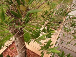 Typischer Pilz bei Olivenbäumen