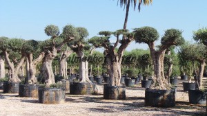 Solitärer Olivenbaum extra groß