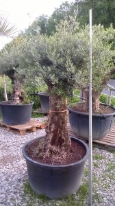 Bäume von dieser größe von ca 250cm liegen im Kaufpreis bei ca.600-800 Euro