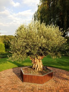 Einb sehr alter Olivenbaum im Pflanzkübel, dieser kann noch min. 20 Jahre im Pflanzkübel bleiben.